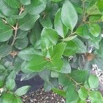 Ligustrum japonicumഇല