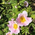 Rosa roxburghii 花