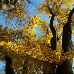 Ulmus serotina Blatt