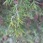 Juniperus oxycedrus Hostoa