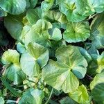 Cardamine asarifolia Likasa