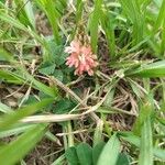 Indigofera spicata Flor