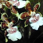Oncidium altissimum Kwiat