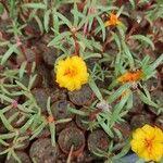 Portulaca grandifloraപുഷ്പം