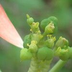 Euphorbia heterophylla Květ