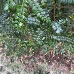 Sophora denudata Hoja