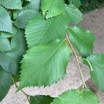Ulmus laevis ഇല
