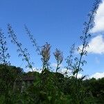 Scrophularia scorodonia Habit