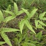 Gleichenella pectinata Leaf