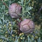 Cupressus arizonica फल