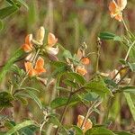 Tephrosia tinctoria Flower