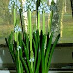 Muscari botryoides Hábito