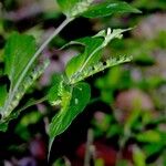 Spigelia humboldtiana Άλλα