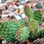 Opuntia leucotricha Blatt