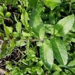 Nonea lutea Leaf