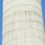 Roystonea regia Casca