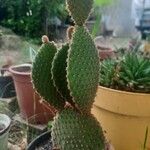 Opuntia rufida Blad