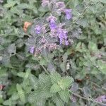 Nepeta racemosaFlor