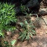 Oenothera triloba Habit