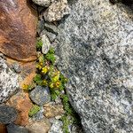 Sedum alpestre Habitat