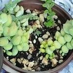 Cotyledon pendens Yaprak