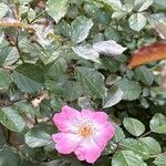 Rosa marginata 花