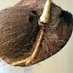 Cocos nucifera Fruto