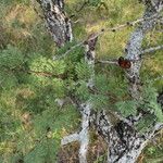 Vachellia astringens