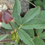 Comarum palustre برگ