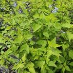 Salvia tiliifolia Hábito