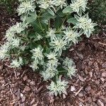 Euphorbia marginata Kvet