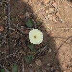 Ipomoea obscura Λουλούδι