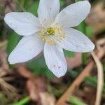 Anemonoides quinquefolia Fleur