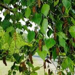 Betula pendula Fruit