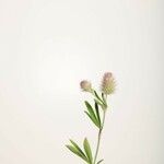 Trifolium arvense फूल