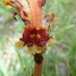 Orobanche variegata 花