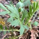 Geum triflorum Fuelha