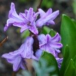 Hyacinthus orientalis Flower