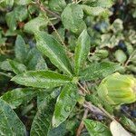 Passiflora caerulea 葉