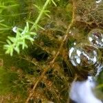 Utricularia vulgaris Blad