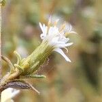 Olearia solandri फूल