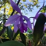 Cattleya intermedia Květ