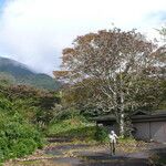 Magnolia obovata Habitat