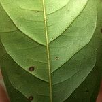 Eugenia moschata Leaf