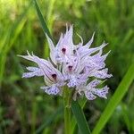 Neotinea tridentata Blüte