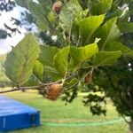 Fagus sylvaticaFruchs