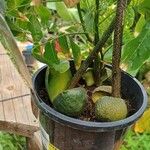 Castanospermum australe Други