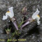 Linaria saturejoides