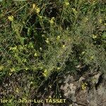 Descurainia millefolia অভ্যাস