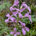 Hesperis laciniata 花